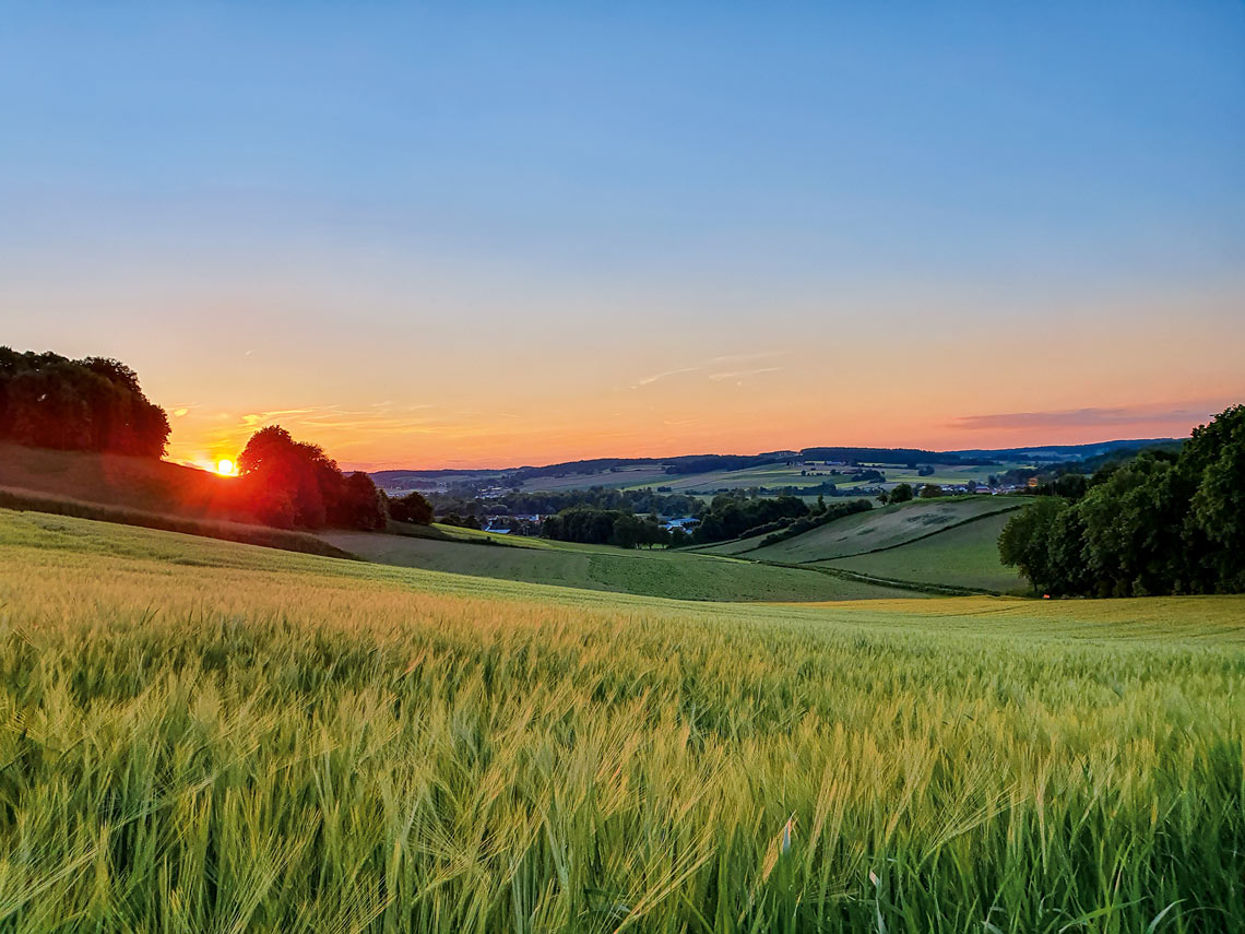 Getreidefelder im Abendrot am Wanderweg zwischen Steina und Schwaibach im Rottal