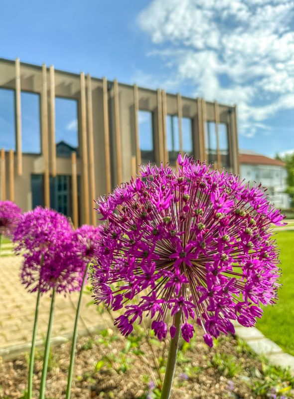 Violette Zierlauch-Blüten vor der modernen Holzfassade des Hotels Churfürstenhof