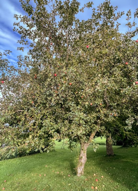 Apfelbaum voller reifer roter Äpfel auf der Wiese am Hotel Churfürstenhof