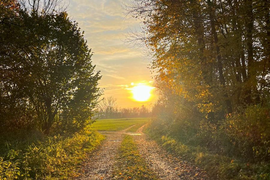 Country lane in warm evening light between autumn-coloured trees – hiking around Bad Birnbach