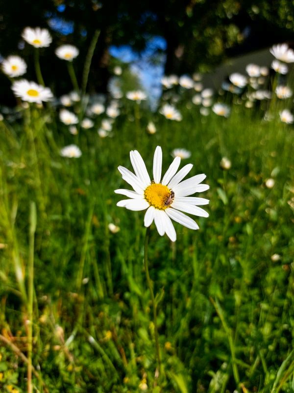 Margerite mit Biene auf einer Blumenwiese in der Natur rund um das Wellnesshotel Churfürstenhof